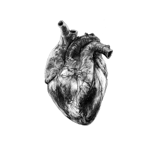 Anterior view of human heart
